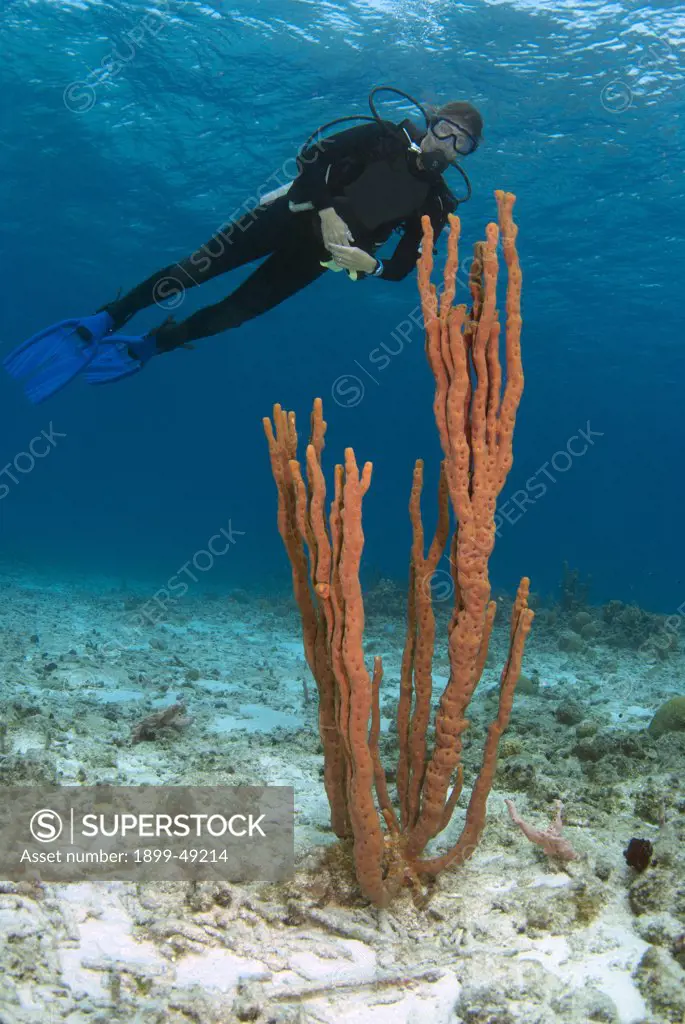 Diver overlooking erect rope sponge (Amphimedon compressa). Curacao, Netherlands Antilles.