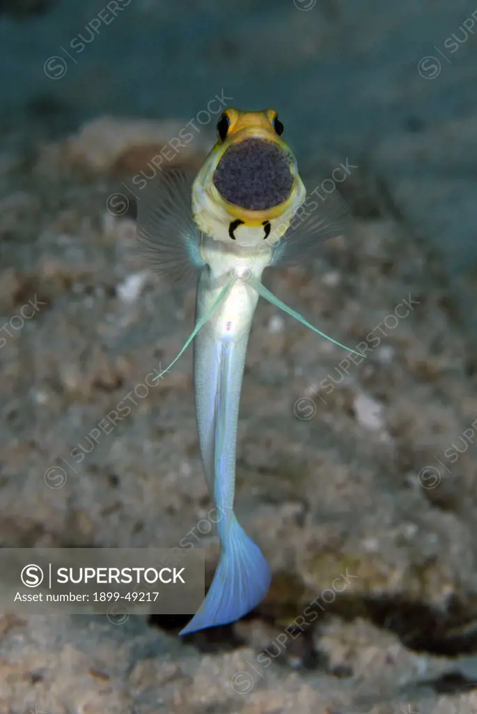 Portrait of a male yellowhead jawfish (Opistognathus aurifrons) displaying mouth brooding behavior. Curacao, Netherlands Antilles.