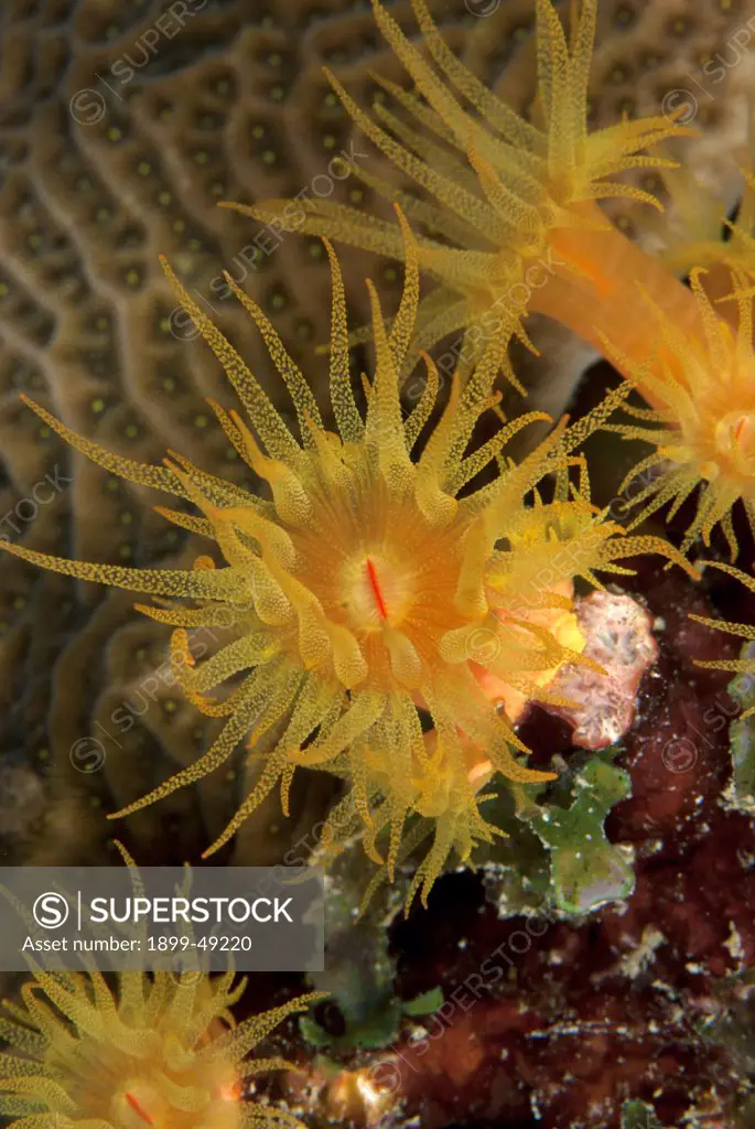 Close-up of an orange cup coral polyp (Tubastraea coccinea). Curacao, Netherlands Antilles.