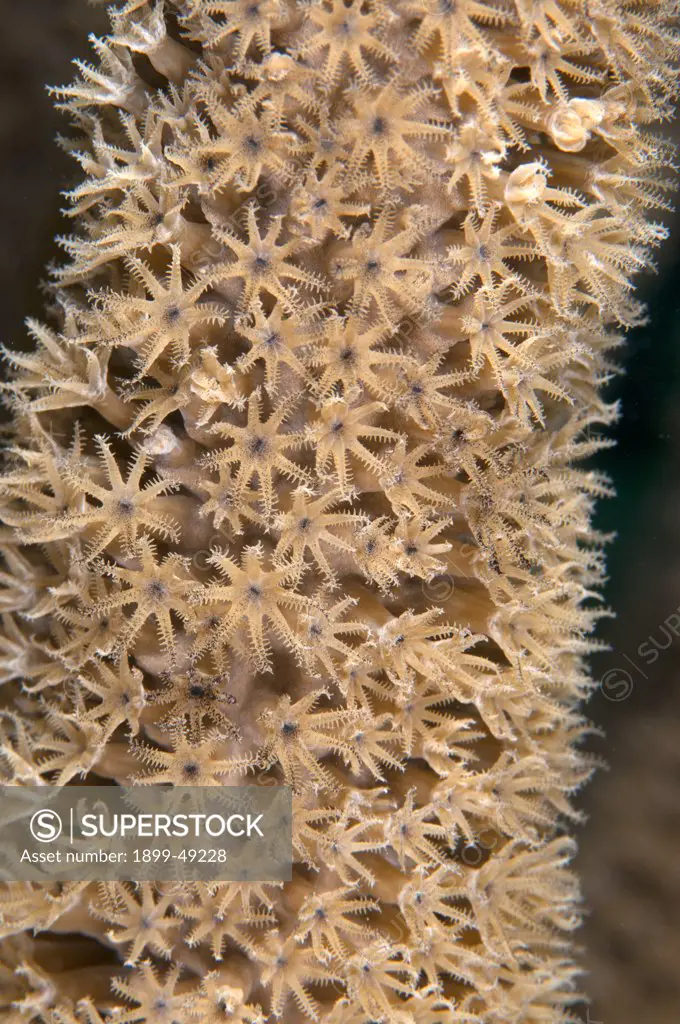 Gorgonian close-up (species: Holazonia) with open polyps. Curacao, Netherlands Antilles.