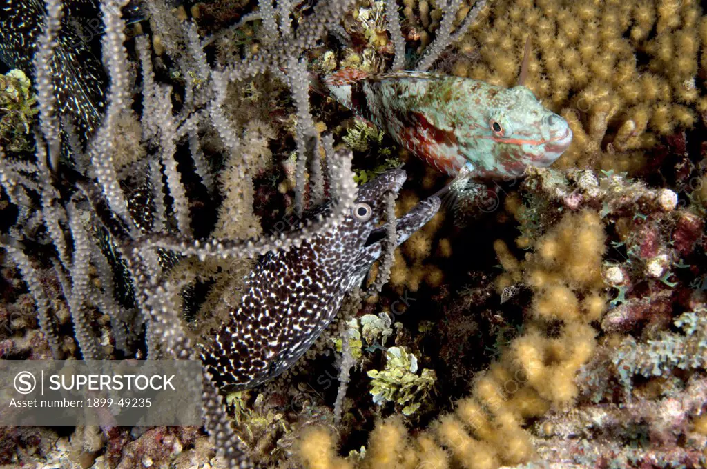 Spotted moray eel next to parrotfish. Curacao, Netherlands Antilles.