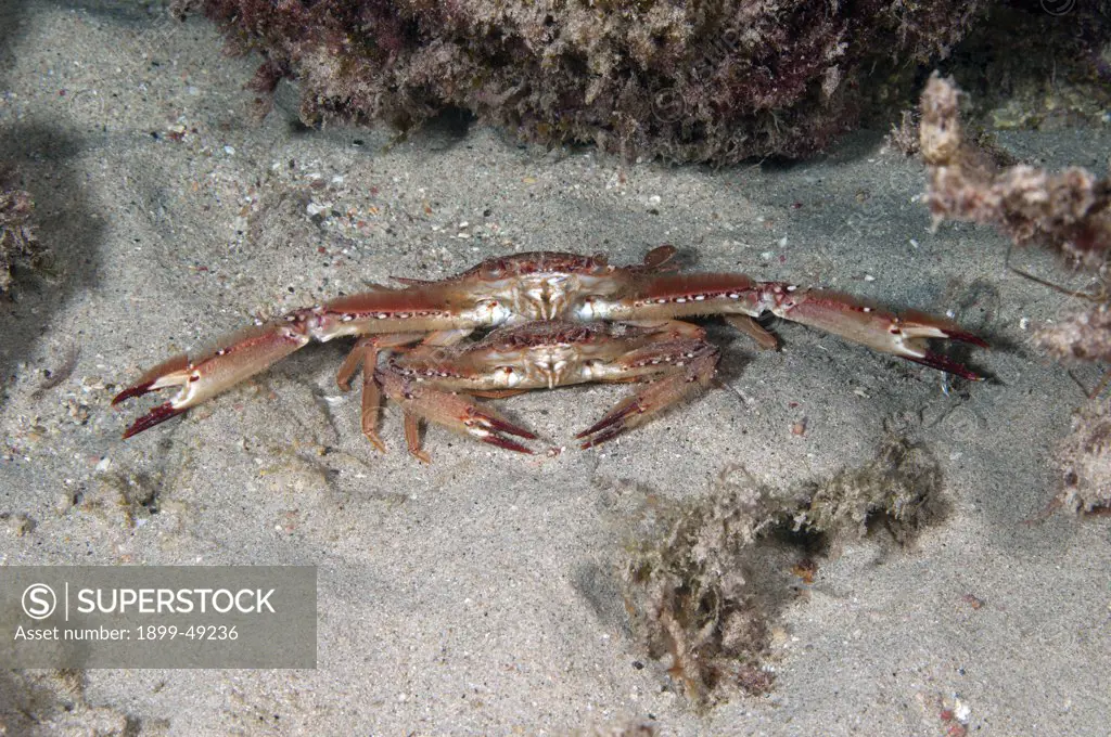 Portrait of a male and female ocellate swimming crab (Portunus sebae). Curacao, Netherlands Antilles.