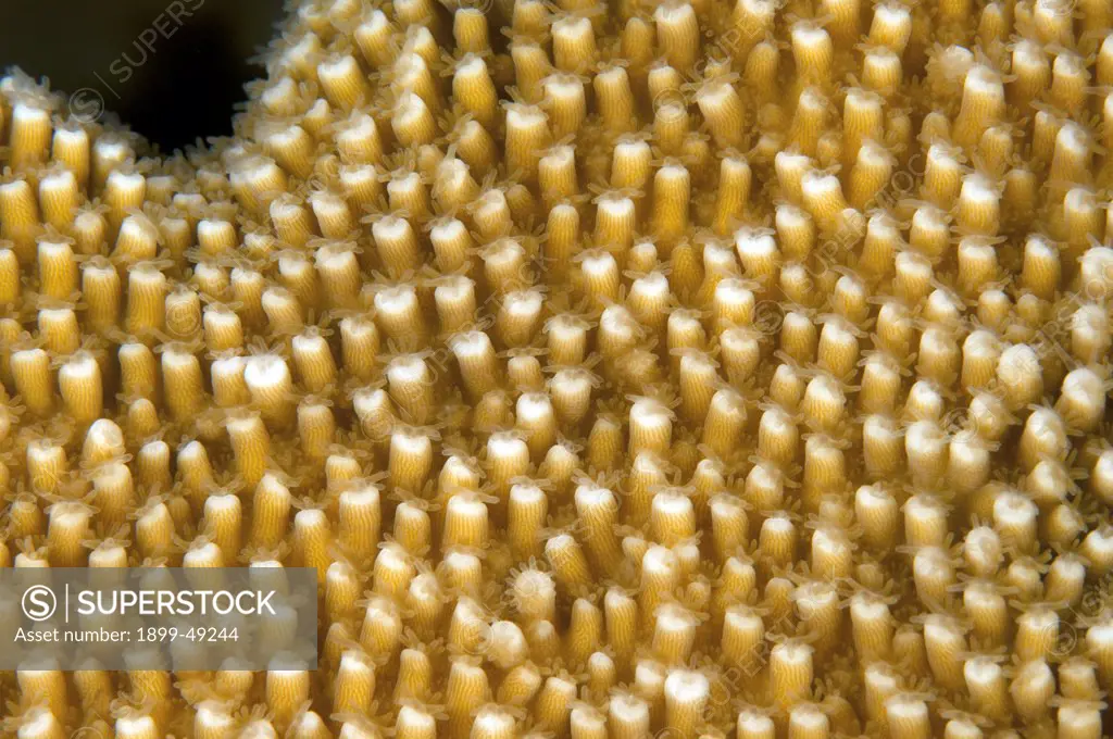 Close-up of elkhorn coral polyps (Acropora palmata). Curacao, Netherlands Antilles.