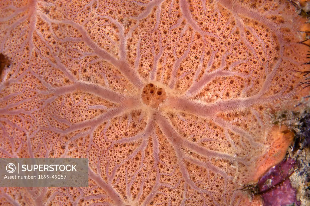 Close-up of peach encrusting sponge (Clathria sp.) Curacao, Netherlands Antilles.