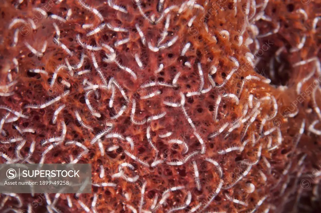 Fanworms (Hydroides spongicola) found living in association with the touch-me-not sponge. Curacao, Netherlands Antilles.