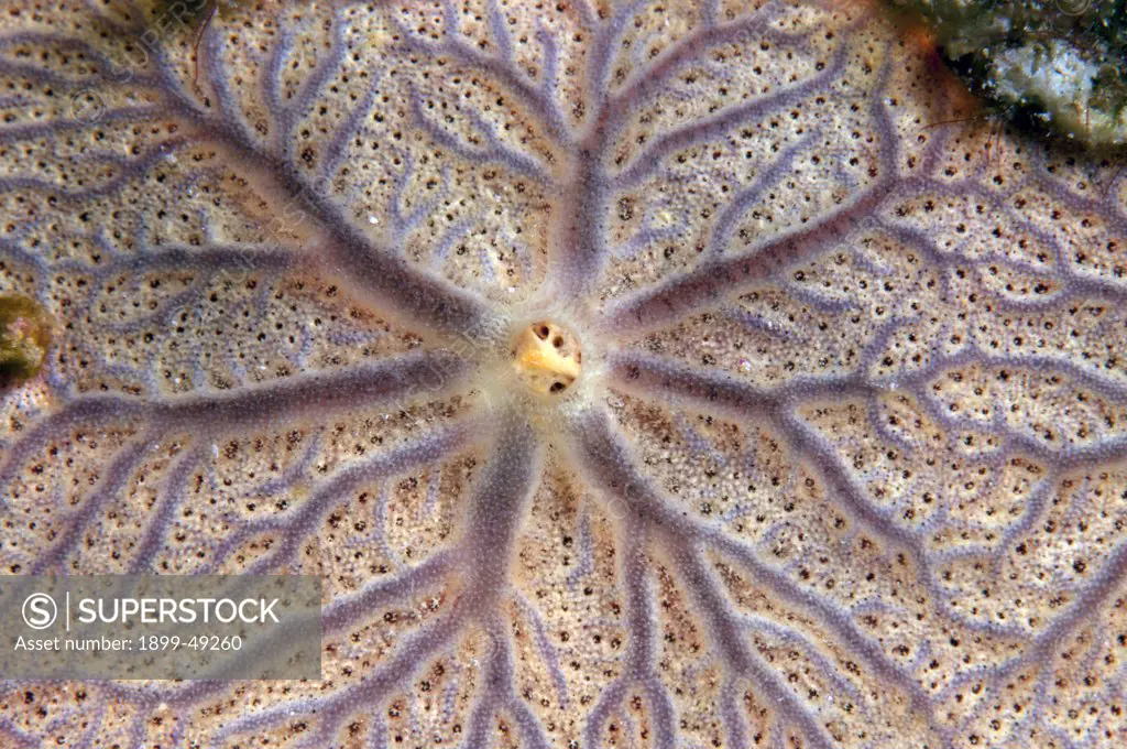 Close-up of peach encrusting sponge (Clathria sp.) Curacao, Netherlands Antilles.