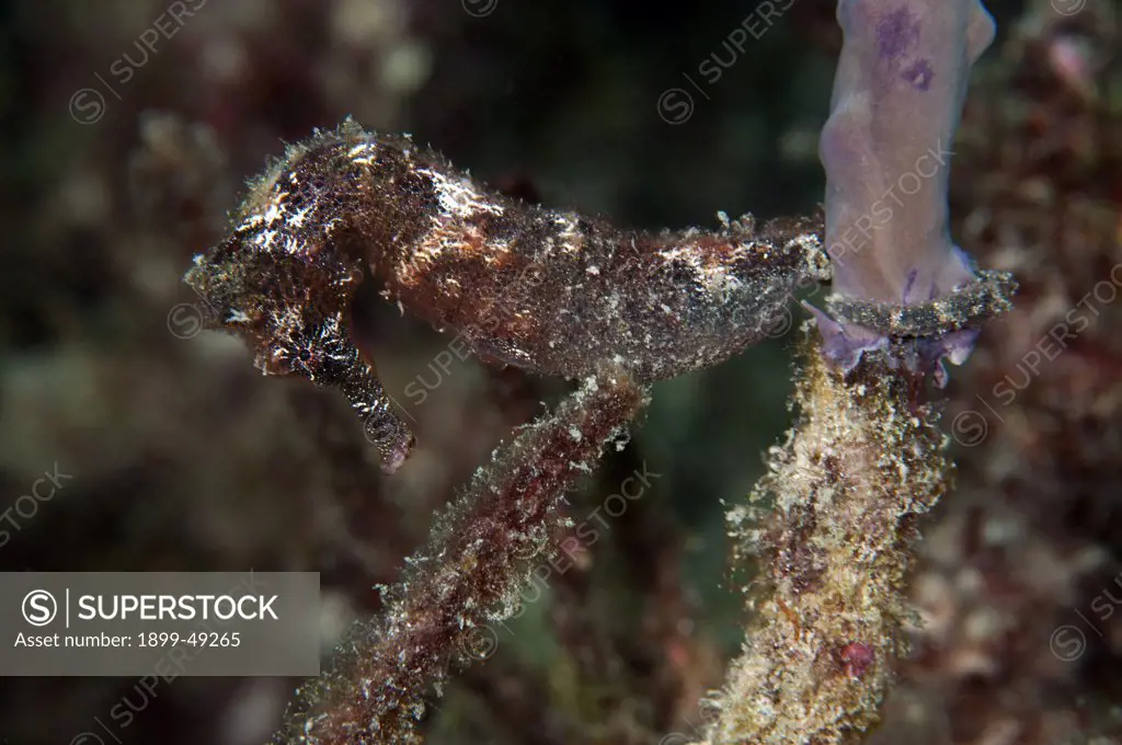 Portrait of a longsnout seahorse (Hippocampus reidi). Curacao, Netherlands Antilles.