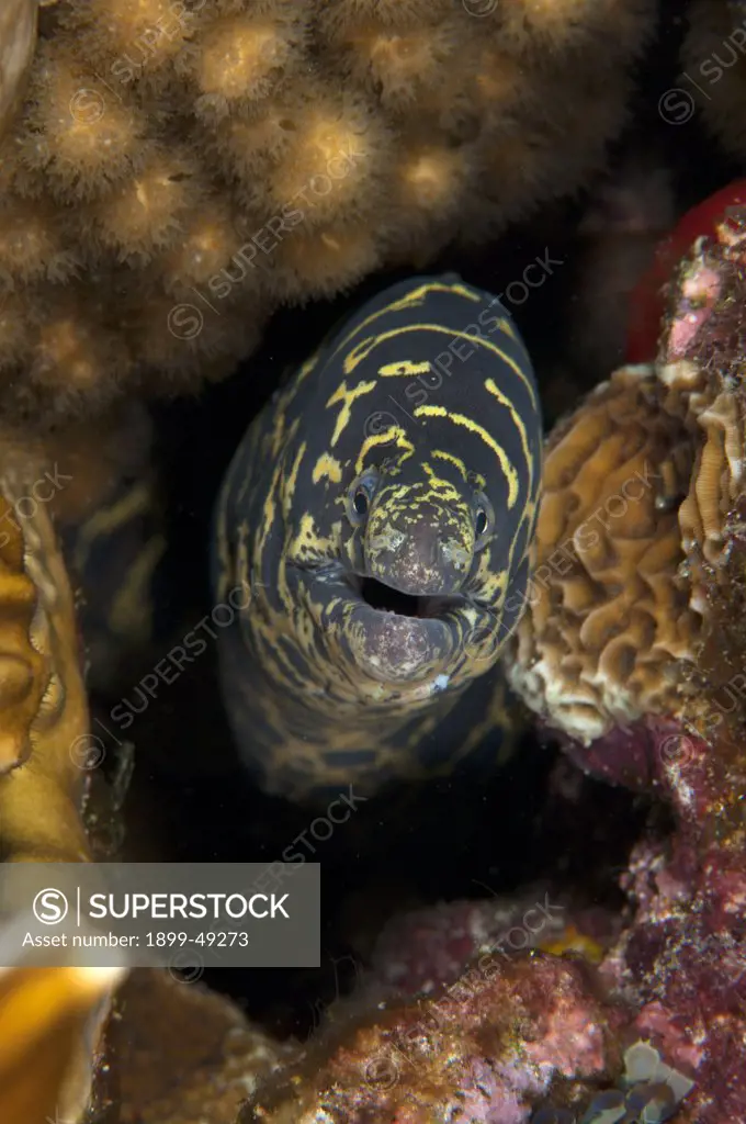 Face shot of a chain moray eel (Echidna catenata). Curacao, Netherlands Antilles.