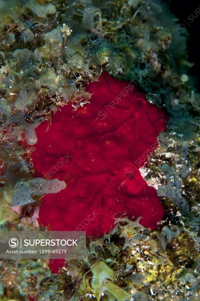 Red-orange encrusting sponge (Diplastrella megastellata) Curacao, Netherlands Antilles.