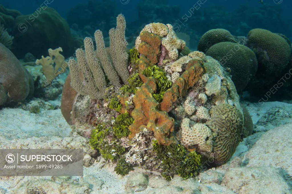 Coral head showing gorgonian (Scleraxonia, Holaxonia), watercress alga (Halimeda opuntia), symmetrical brain coral (Diploria strigosa), and branching tube sponge (Pseudoceratina crassa). Curacao, Netherlands Antilles.