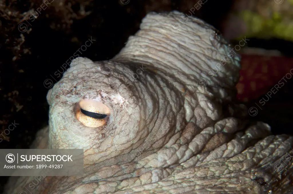 Close-up of Caribbean reef octopus eyes (Octopus briareus). Curacao, Netherlands Antilles.