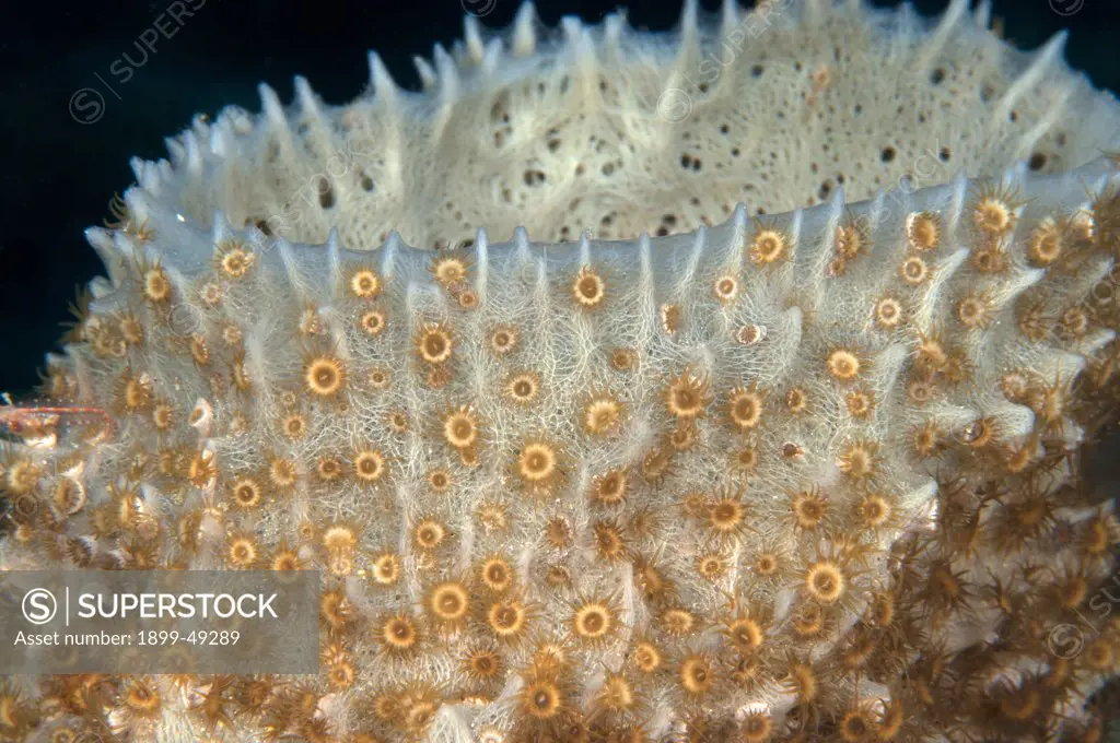 Colony of sponge zoanthid (Parazoanthus parasiticus) on a vase sponge. Curacao, Netherlands Antilles.