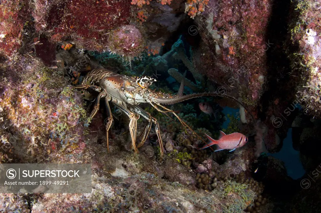 Portrait of a Caribbean spiny lobster (Panulirus argus). Curacao, Netherlands Antilles.