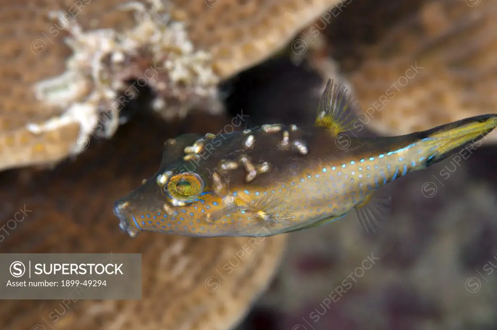 Sharpnose puffer (Canthigaster rostrata) showing unknown type of skin disease. Curacao, Netherlands Antilles.