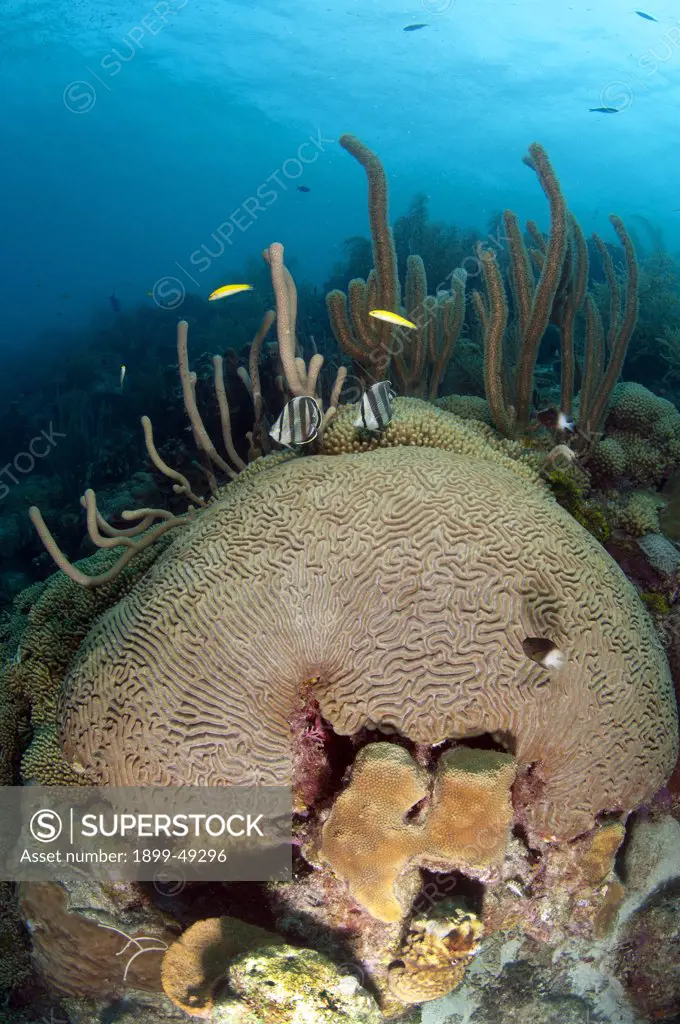 Reef scene showing boulder brain coral (Colpophyllia natans). Curacao, Netherlands Antilles.