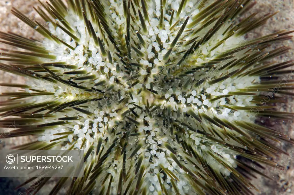 Dorsal view of a variegated urchin (Lytechinus variegatus). Curacao, Netherlands Antilles.