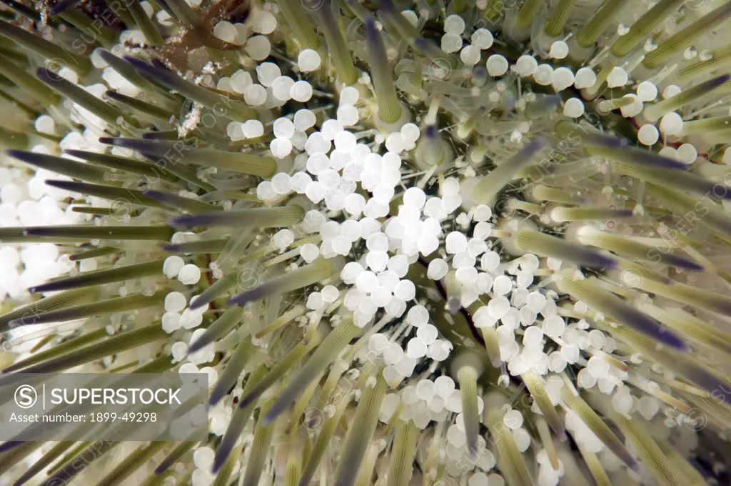 Close up of podia on a variegated urchin (Lytechinus variegatus). Curacao, Netherlands Antilles.