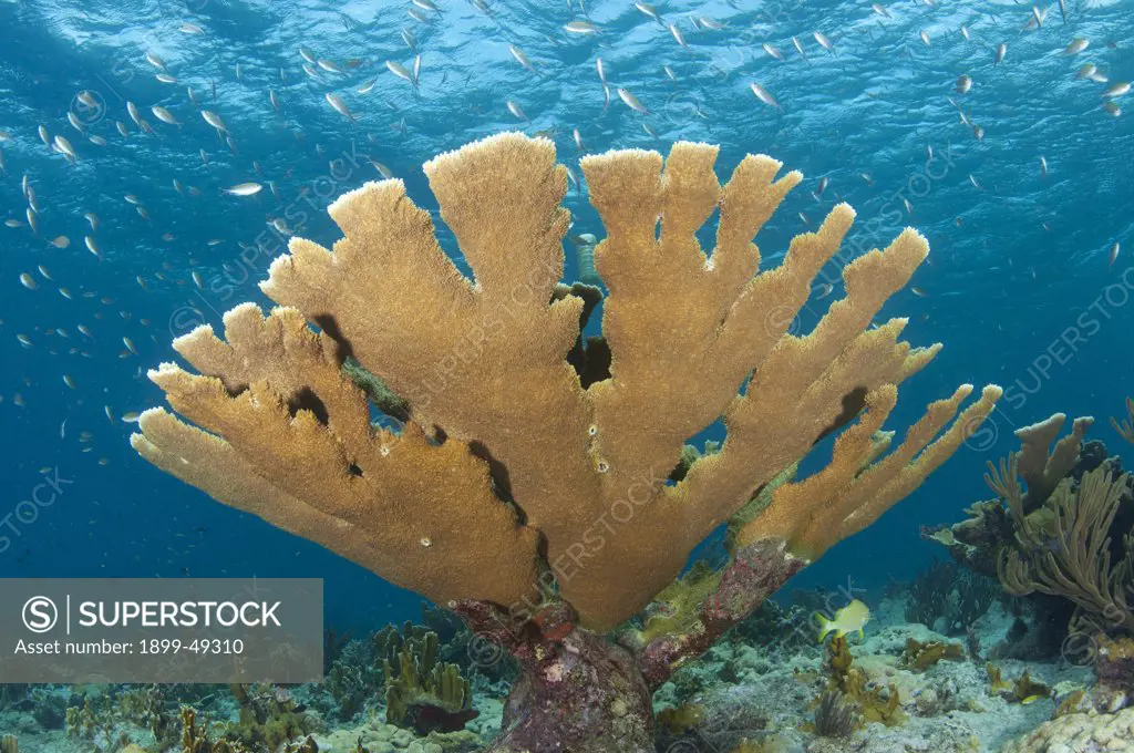 Large stand of elkhorn coral (Acropora palmata). Curacao, Netherlands Antilles.