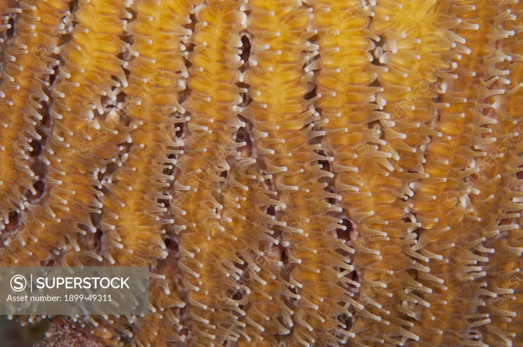 Close-up of pillar coral (Dendrogyrq cylindrus). Curacao, Netherlands Antilles.