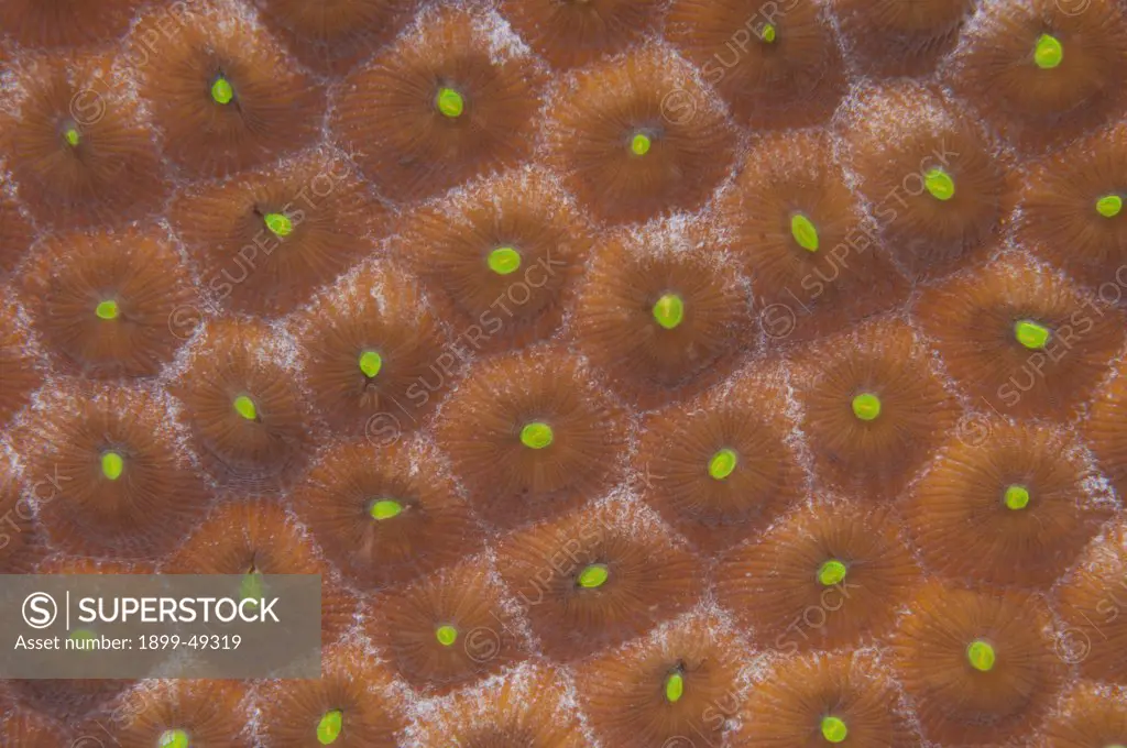 Great star coral polyps (Montastraea cavernosa). Curacao, Netherlands Antilles.