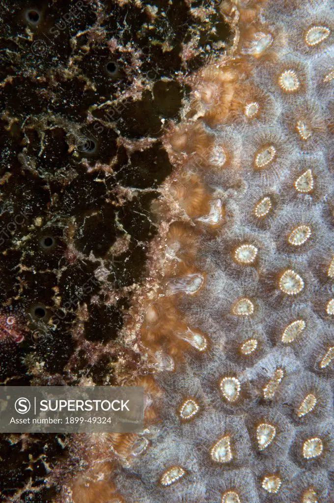 Great star coral (Montastraea cavernosa) infected with black band disease (BBD). Curacao, Netherlands Antilles.