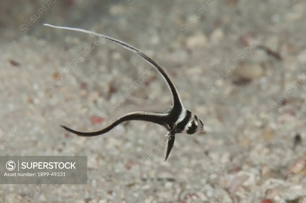 Portrait of a juvenile spotted drum (Equetus punctatus) showing extremely long dorsal fin. Curacao, Netherlands Antilles.