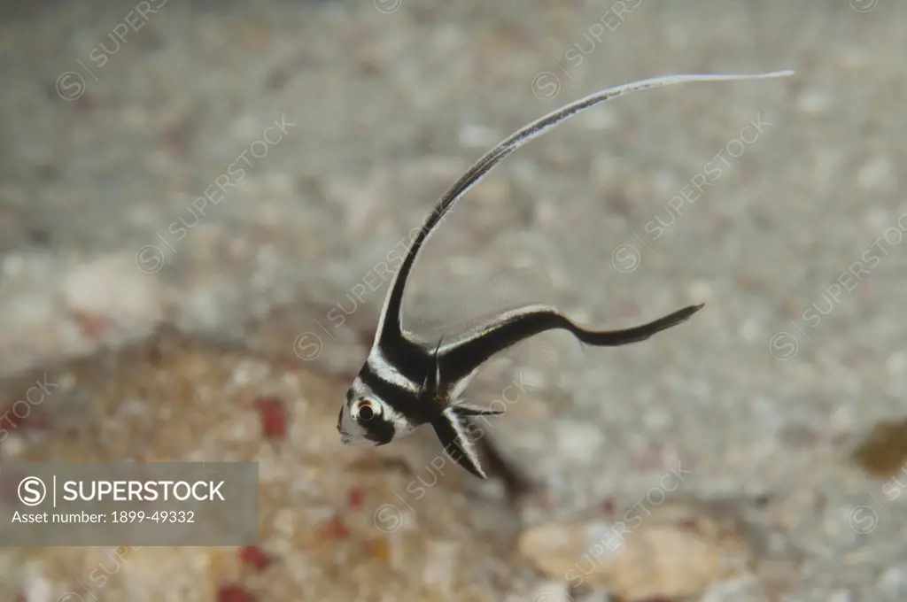 Portrait of a juvenile spotted drum (Equetus punctatus) showing extremely long dorsal fin. Curacao, Netherlands Antilles.