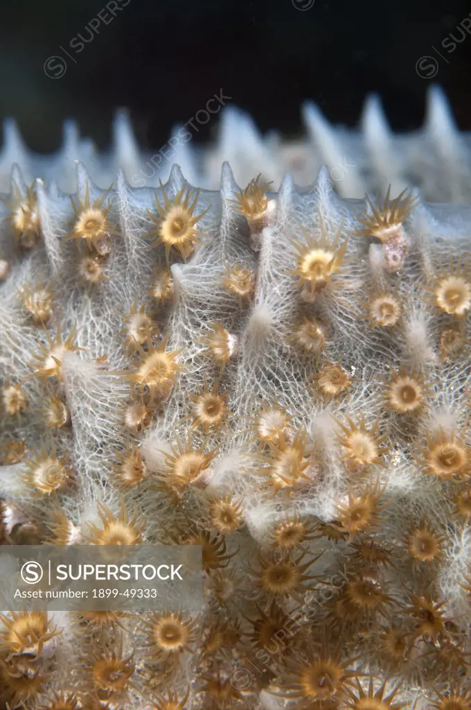 Close up of a sponge zoanthid (Parazoanthus parasiticus). Curacao, Netherlands Antilles.