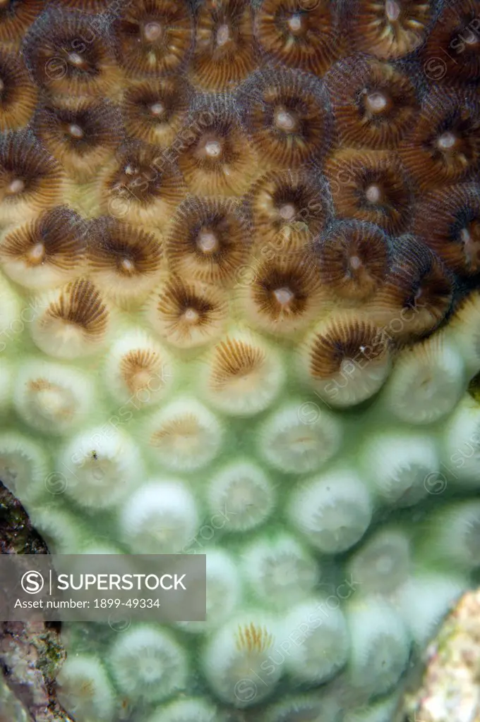 Portrait of great star coral (Montastraea cavernosa) during coral bleaching. Curacao, Netherlands Antilles.