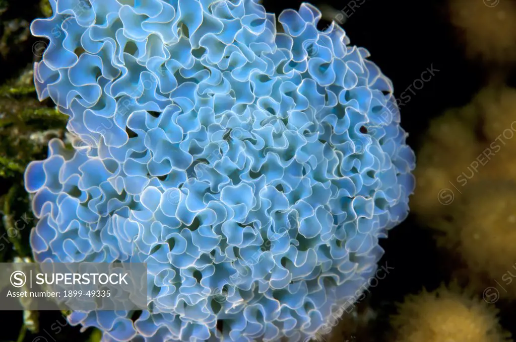 Close-up of a lettuce sea slug (Elysia crispata) showing skin ruffles that resemble leaf lettuce. Curacao, Netherlands Antilles. Formerly classified as genus Tridachia.