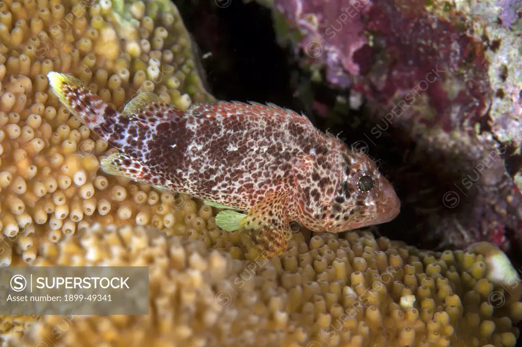 Portrait of a reef scorpionfish (Scorpaenodes caribbaeus). Curacao, Netherlands Antilles.