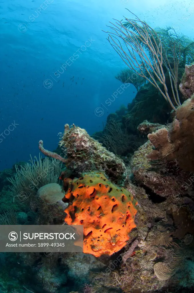 Reef scene showing an orange elephant ear sponge (Agelas clathrodes). Curacao, Netherlands Antilles.