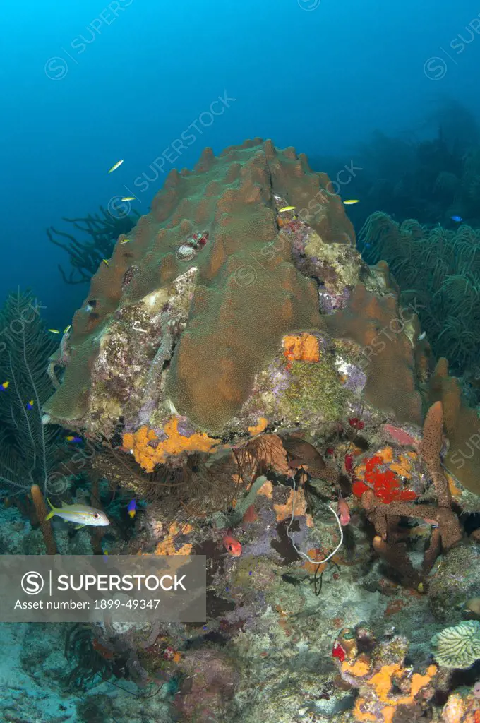 Portrait of mountainous star coral (Montastraea faveolata). Curacao, Netherlands Antilles.