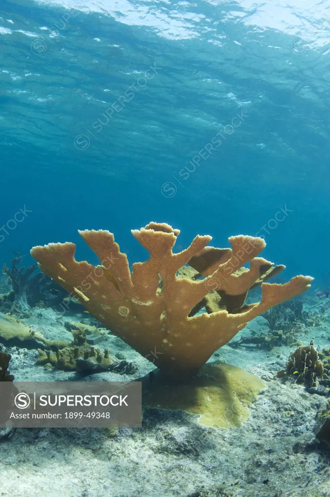 Colony of endangered elkhorn coral (Acropora palmata). Curacao, Netherlands Antilles.