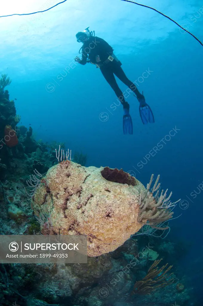 Reef scene of a scuba diver overlooking a touch-me-not sponge (Neofibularia nolitangere). Curqacao, Netherlands Antilles.