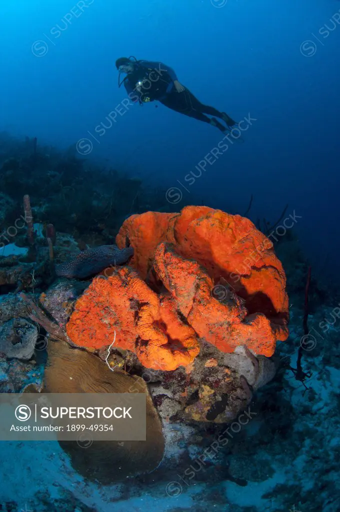 Reef scene of scuba diver and orange elephant ear sponge (Agelas clathrodes). Curacao, Netherlands Antilles.