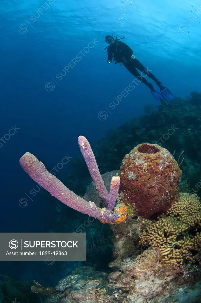 Diver overlooking stove pipe sponge (Aplysina archeri) and touch-me-not sponge (Neofibularia nolitangere). Curacao, Netherlands Antilles.