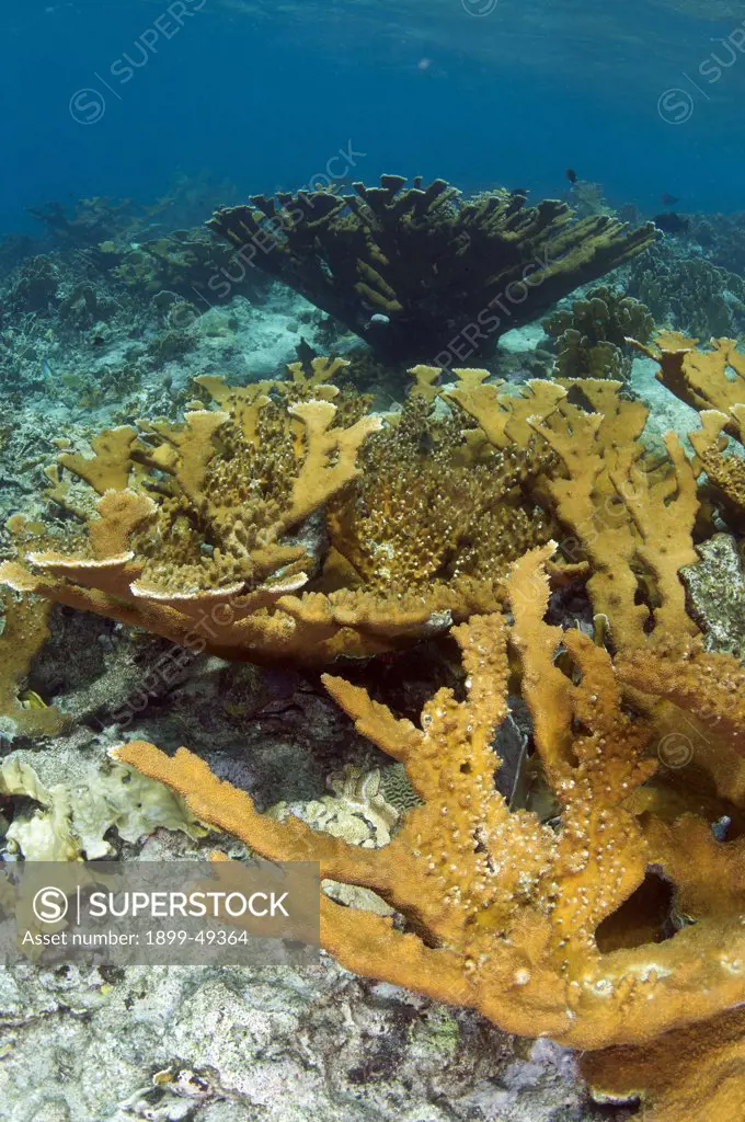 Elkhorn coral (Acropora palmata) colony. Curacao, Netherlands Antilles.