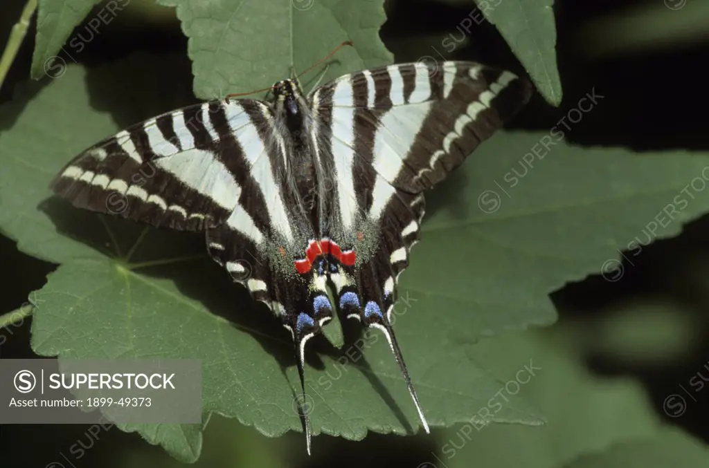 Zebra swallowtail butterfly on leaf in a live butterfly exhibit. Eurytides marcellus. Native to North America. Victoria Butterfly Gardens, Vancouver Island, British Columbia, Canada. Photographed under controlled conditions