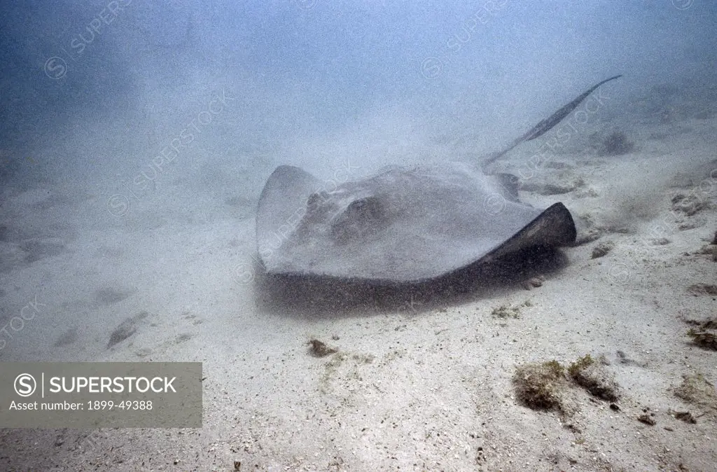 Southern stingray settles into sandy ocean floor. Dasyatis americana. Curacao, Netherlands Antilles.