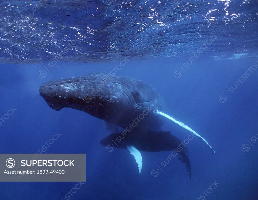 Atlantic humpback whales, mother and calf. Megaptera novaeangliae. Silver Bank Humpback Whale Sanctuary, Dominican Republic.