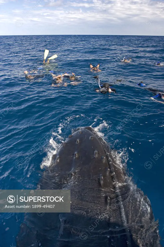 Group of whale-watching skin divers enjoying a carefully controlled encounter with a curious Atlantic humpback whale in a spy-hopping posture. Megaptera novaeangliae. Silver Bank Humpback Whale Sanctuary, Dominican Republic.