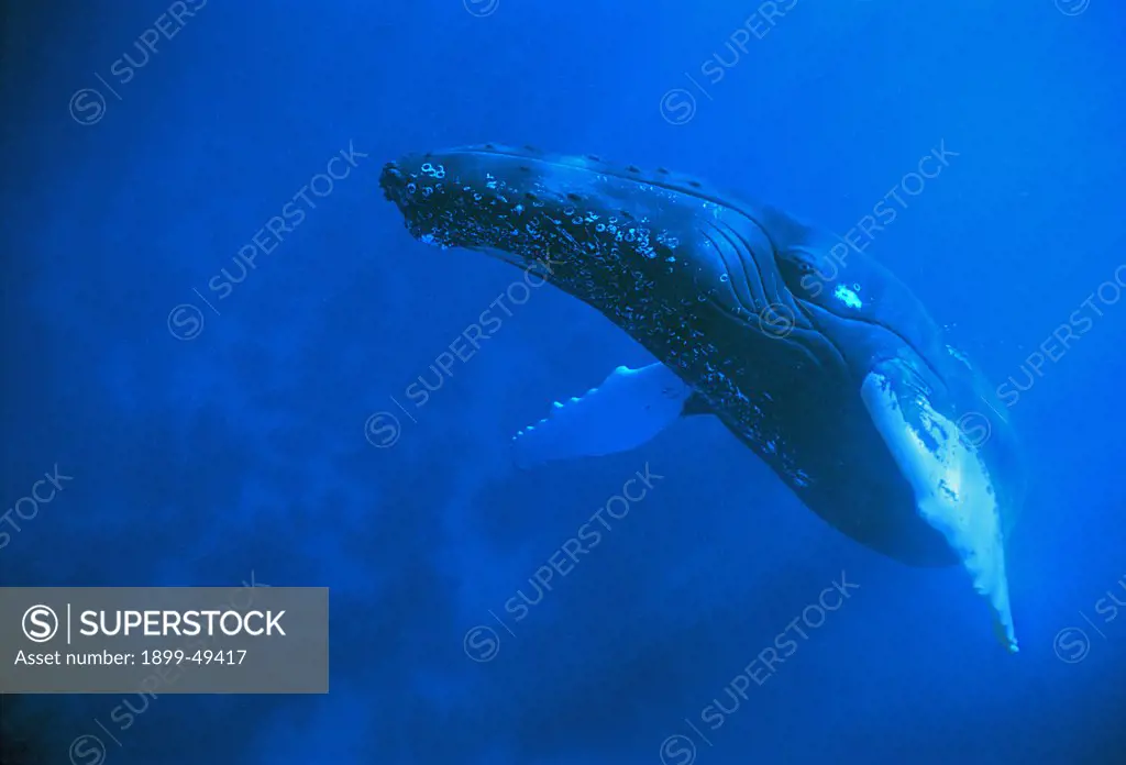 Female Atlantic humpback whale rises to the surface to breathe. Megaptera novaeangliae. Silver Bank Humpback Whale Sanctuary, Dominican Republic.