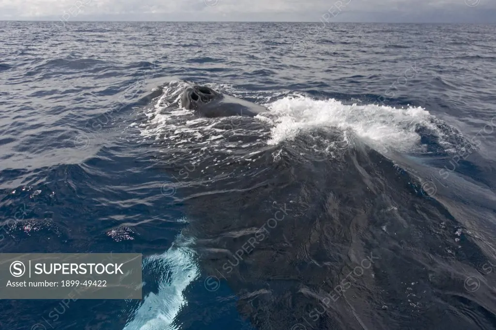 Atlantic humpback whale surfaces to breathe. Its twin blowholes are characteristic of all baleen whales. Megaptera novaeangliae. Silver Bank Humpback Whale Sanctuary, Dominican Republic.