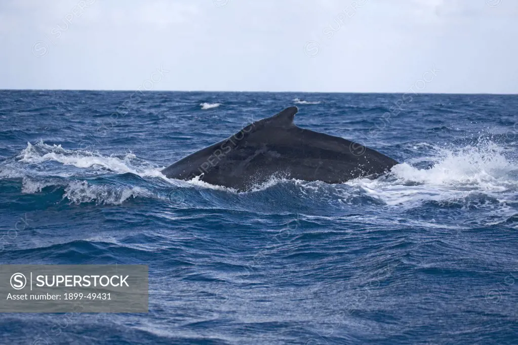 Humpback whale surfaces to breathe, showing the small, rounded dorsal fin on the back of this species. Megaptera novaeangliae. Silver Bank Humpback Whale Sanctuary, Dominican Republic.