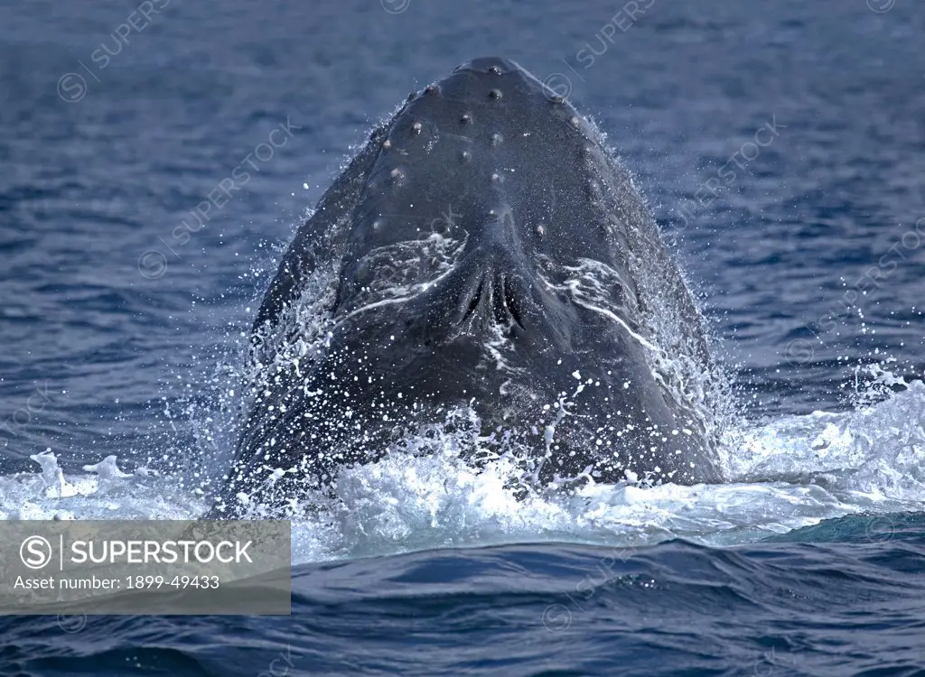 Head lunge of a surfacing humpback whale. Megaptera novaeangliae. Silver Bank Humpback Whale Sanctuary, Dominican Republic.