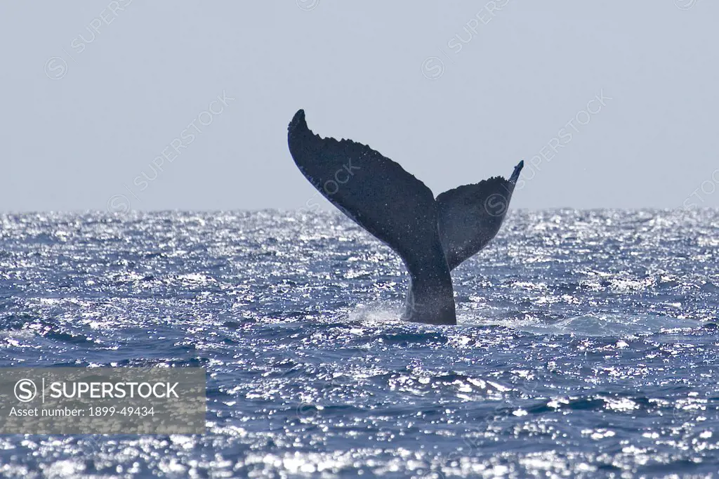 Fluke of a humpback whale. Megaptera novaeangliae. Silver Bank Humpback Whale Sanctuary, Dominican Republic.