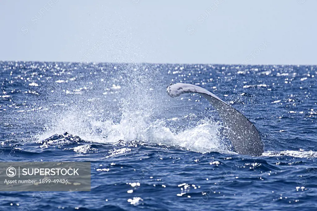 Fin-slapping behavior of an Atlantic humpback whale. Megaptera novaeangliae. Silver Bank Humpback Whale Sanctuary, Dominican Republic.
