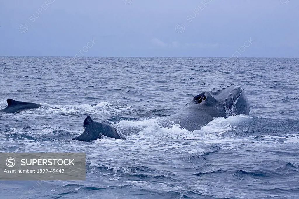 Aggressive humpback whale with mouth cavity fully inflated, huffing and assuming a large and intimidating posture. Its twin blowholes are fully open. Megaptera novaeangliae. Silver Bank Humpback Whale Sanctuary, Dominican Republic.