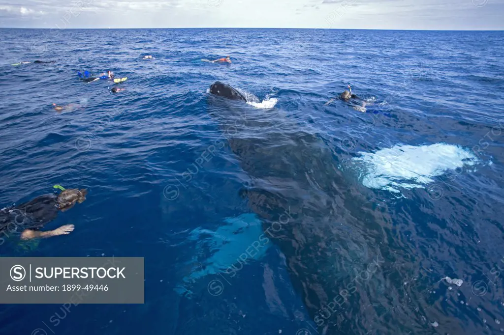 A curious Atlantic humpback whale investigates a group of snorkeling whale-watchers. Megaptera novaeangliae. Silver Bank Humpback Whale Sanctuary, Dominican Republic. February 2007.